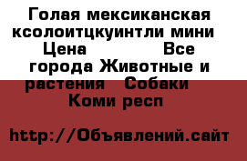 Голая мексиканская ксолоитцкуинтли мини › Цена ­ 20 000 - Все города Животные и растения » Собаки   . Коми респ.